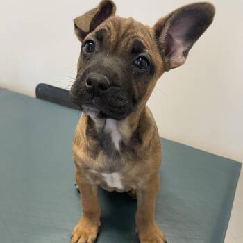 French Bulldog and Shepherd Dogs Available for Adoption - Dolly Parton - Diva Puppies | PetCurious