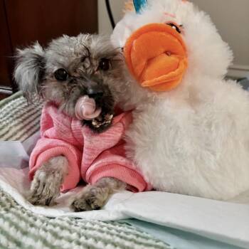 Shih Tzu and Poodle Dogs Available for Adoption in Jersey City, New Jersey - Gertrude | PetCurious