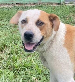 Hilda -  Australian Cattle Dog Blue Heeler and Hound Dog for Adoption in Glasgow, Kentucky - Hilda | PetCurious