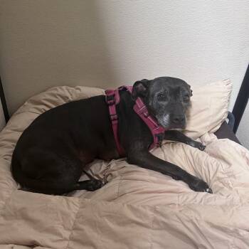 Pit Bull Terrier Dogs Available for Adoption in Chino Hills, California - Sugar (C000-120) | PetCurious