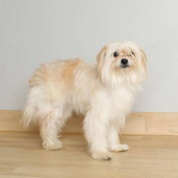 Norwich Terrier and Mixed Breed Dogs Available for Adoption in Minnetonka, Minnesota - Buttercup D69405 | PetCurious