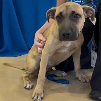 Rescue Pit Bull Terrier Dogs for Adoption in Columbia, South Carolina - Naomi Wildman | PetCurious