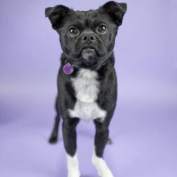Gimpy -  Pug and Mixed Breed Dog for Adoption in Portland, Oregon - Gimpy | PetCurious