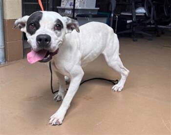 MANCHAS -  Pit Bull Terrier and Mixed Breed Dog for Adoption in Chula Vista, California - MANCHAS | PetCurious