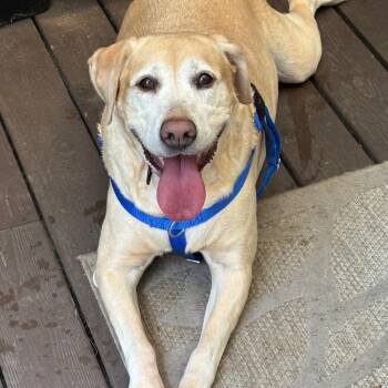 Cleopatra D12295 -  Labrador Retriever and Yellow Labrador Retriever Dog for Adoption - Cleopatra D12295 | PetCurious