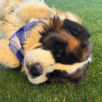 Gordo -  Saint Bernard Dog for Adoption in Walnut Creek, California - Gordo | PetCurious