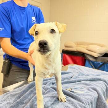 Vida -  Yellow Labrador Retriever Dog for Adoption in Englewood, Florida - Vida | PetCurious