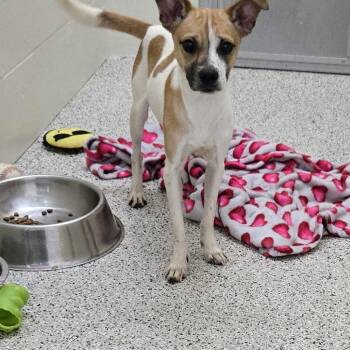 Rusty -  Jack Russell Terrier and Mixed Breed Dog for Adoption in Black River Falls, Wisconsin - Rusty | PetCurious