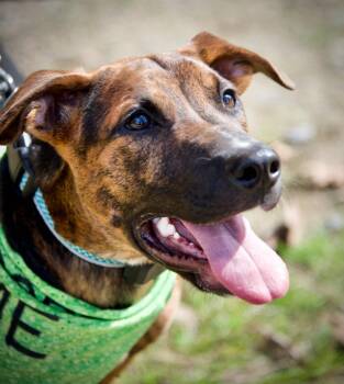 Hudson -  Plott Hound Dog for Adoption in Hopkinton, Massachusetts - Hudson | PetCurious