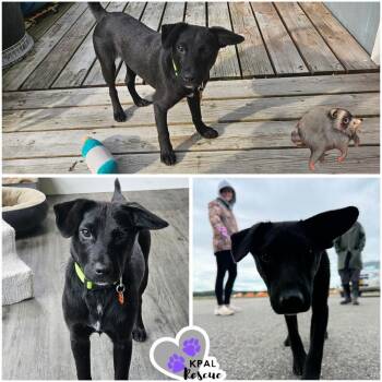 Jimothy Bear -  Mixed Breed Dog for Adoption in Kenai, Alaska - Jimothy Bear | PetCurious