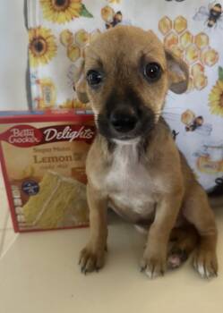 Hero -  Chiweenie Dog for Adoption in Virginia Beach, Virginia - Hero | PetCurious