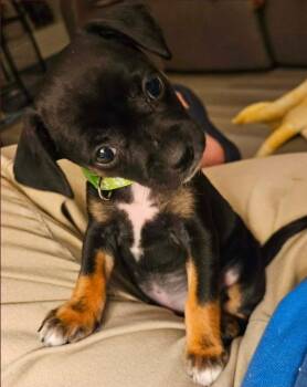 Chihuahua Dogs Available for Adoption in Galt, California - Eva | PetCurious