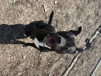 King -  Pit Bull Terrier Dog for Adoption in Dillsburg, Pennsylvania - King | PetCurious