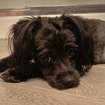 Marceline -  Terrier Dog for Adoption in Las Vegas, Nevada - Marceline | PetCurious