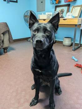 Rescue Husky Dogs for Adoption in Wooster, Ohio - Jasmine | PetCurious