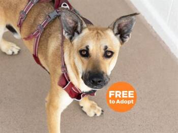 GAGE -  German Shepherd Dog and Mixed Breed Dog for Adoption in Phoenix, Arizona - GAGE | PetCurious