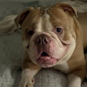 Talulah -  English Bulldog Dog for Adoption in Richmond, Virginia - Talulah | PetCurious