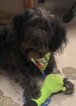 Basset Hound and Poodle Dogs Available for Adoption in Georgetown, Kentucky - Scooby | PetCurious