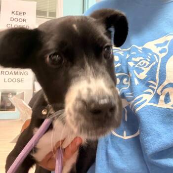 Rat Terrier and Pit Bull Terrier Dogs Available for Adoption in St. Louis, Missouri - Airplane Ears | PetCurious