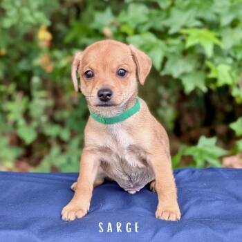Chihuahua and Dachshund Dogs Available for Adoption in Tyrone, Georgia - Sarge 05-2333 | PetCurious