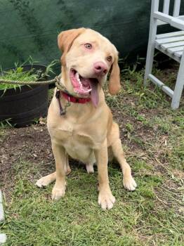 Ducky -  Labrador Retriever and Terrier Dog for Adoption in Pomona, New York - Ducky | PetCurious