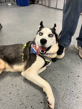 Husky Dogs Available for Adoption in Elmhurst, Illinois - Nytro | PetCurious