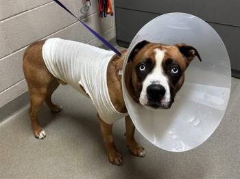 EINSTEIN -  Pit Bull Terrier and Siberian Husky Dog for Adoption in Colorado Springs, Colorado - EINSTEIN | PetCurious
