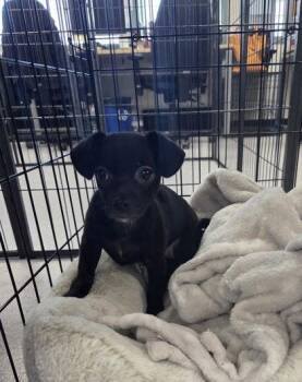 Chihuahua Dogs Available for Adoption - Estee | PetCurious