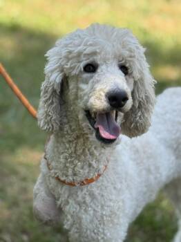 Goldendoodle Dogs Available for Adoption in Meherrin, Virginia - Flossie | PetCurious