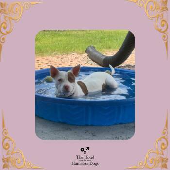 Happy -  Terrier and Mixed Breed Dog for Adoption in Cumberland, Rhode Island - Happy | PetCurious