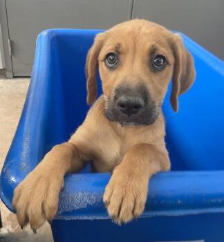 Rayne -  Labrador Retriever Dog for Adoption in Minneapolis, Minnesota - Rayne | PetCurious