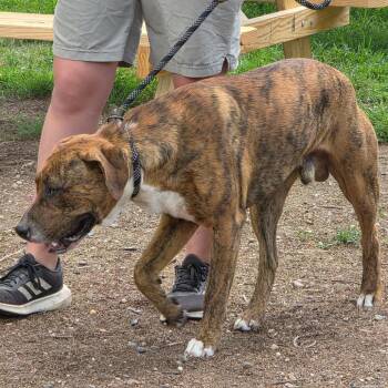 Dwight stray hold 6/22 -  Mixed Breed Dog for Adoption in Huntington, West Virginia - Dwight Stray Hold 6/22 | PetCurious