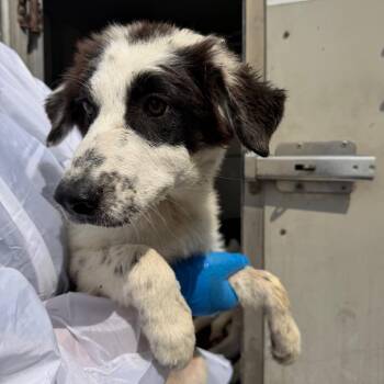 Penguin -  Collie Dog for Adoption in Edinburg, Texas - Penguin | PetCurious