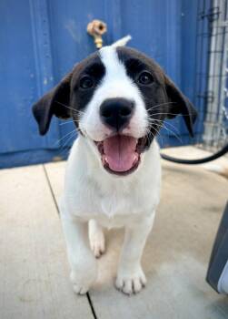 Ravin -  Australian Shepherd Dog for Adoption in Kalamazoo, Michigan - Ravin | PetCurious