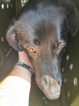 Louisville -  Mixed Breed Dog for Adoption in Cincinnati, Ohio - Louisville | PetCurious