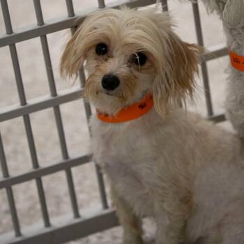 Daisy (MY26-106) -  Coton De Tulear and Poodle Dog for Adoption in Peyton, Colorado - Daisy (MY26-106) | PetCurious