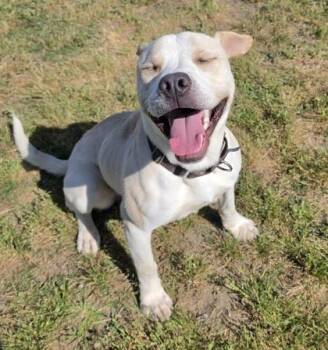 Jeff -  American Bulldog and Mixed Breed Dog for Adoption in Conway, South Carolina - Jeff | PetCurious