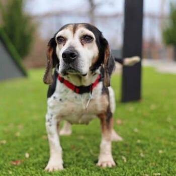 Betina -  Beagle and Mixed Breed Dog for Adoption in Atlanta, Georgia - Betina | PetCurious