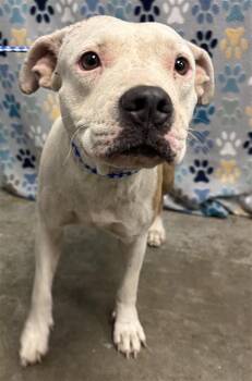 DOLLY -  American Bulldog and Mixed Breed Dog for Adoption in Rosenberg, Texas - DOLLY | PetCurious