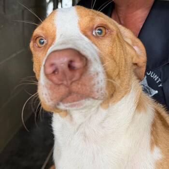 Cheddar -  English Bulldog Dog for Adoption in Bronson, Florida - Cheddar | PetCurious