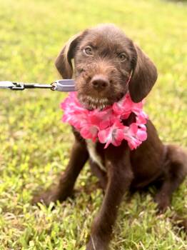 Blossom -  Goldendoodle and Mixed Breed Dog for Adoption in Gradyville, Kentucky - Blossom | PetCurious