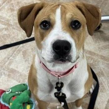 Pancake -  Pit Bull Terrier Dog for Adoption in Worcester, Massachusetts - Pancake | PetCurious
