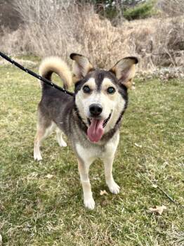 Rescue Shepherd and Husky Dogs for Adoption in Wooster, Ohio - Tank | PetCurious