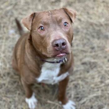 Rescue Mixed Breed Dogs for Adoption in Houston, Texas - Teddy | PetCurious