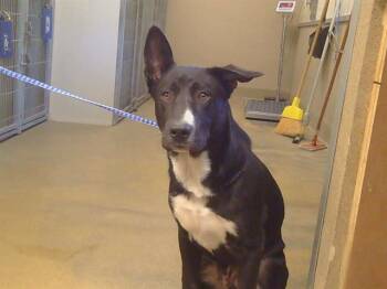 KNOX -  Border Collie and Pit Bull Terrier Dog for Adoption in Sacramento, California - KNOX | PetCurious
