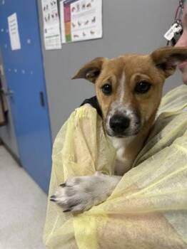 Terrier and Mixed Breed Dogs Available for Adoption - Imani | PetCurious