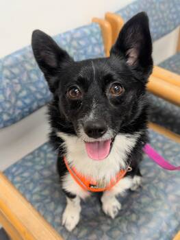 Tippy -  Pomeranian Dog for Adoption in Olympia, Washington - Tippy | PetCurious