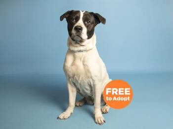 American Bulldog and Labrador Retriever Dogs Available for Adoption in Phoenix, Arizona - VIOLET | PetCurious