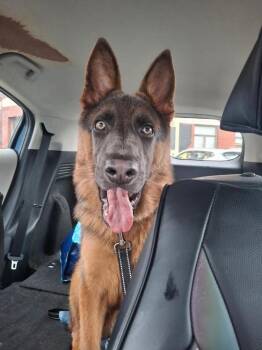 Bear -  German Shepherd Dog Dog for Adoption in Groveland, Massachusetts - Bear | PetCurious