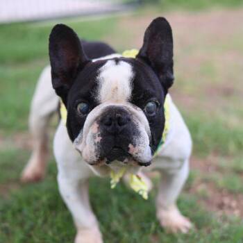 FAT BOY -  French Bulldog Dog for Adoption in San Antonio, Texas - FAT BOY | PetCurious